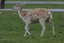 Damhirsch (Dama dama) am 2.10.2010 im African Lion Safari in Cambridge,Ont.