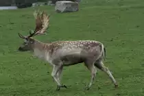 Damhirsch (Dama dama) am 2.10.2010 im African Lion Safari in Cambridge,Ont.