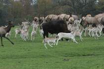 Alles hat Hunger! Bisons, Damhirsche und Wapitis rennen hinter einem Pickup hinterher, von dem aus Futter heruntergeworfen wird. African Lion Safari in Cambridge,Ont am 2.10.2010.

