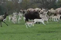 Alles hat Hunger! Bisons, Damhirsche und Wapitis rennen hinter einem Pickup hinterher, von dem aus Futter heruntergeworfen wird. African Lion Safari in Cambridge,Ont am 2.10.2010.

