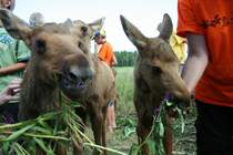 Ein Elchjunges im Elchpark von Orrviken am 29.7.2008. Hier werden gerade die Jungtiere von den Touristen mit Blumen gef�ttert.