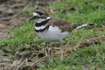 Keilschwanz-Regenpfeifer (Charadrius vociferus) am 2.10.2010 in der African Lion Safari in Cambridge,Ont.