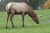 Wapiti (Cervus canadensis) am 2.10.2010 im African Lion Safari in Cambridge,Ont.
