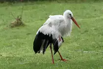 Wei�storch (Ciconia ciconia) mit verletztem Fl�gel. African Lion Safari in Cambridge,Ont am 2.10.2010.

