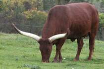 Watussirind am 2.10.2010 im African Lion Safari in Cambridge,Ont.

