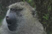 Ich bin soo mde. Anubispavian oder Grne Pavian (Papio anubis) am 2.10.2010 in der African Lion Safari in Cambridge,Ont.