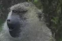 Ich bin soo m�de. Anubispavian oder Gr�ne Pavian (Papio anubis) am 2.10.2010 in der African Lion Safari in Cambridge,Ont.