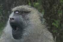 Jezt kann ich das Ghnen nicht mehr verhindern. Anubispavian oder Grne Pavian (Papio anubis) am 2.10.2010 in der African Lion Safari in Cambridge,Ont.