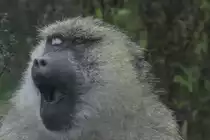 Jezt kann ich das G�hnen nicht mehr verhindern. Anubispavian oder Gr�ne Pavian (Papio anubis) am 2.10.2010 in der African Lion Safari in Cambridge,Ont.