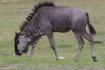 �stliches Wei�bartgnu (Connochaetes taurinus albojubatus) am 2.10.2010 in der African Lion Safari in Cambridge,Ont.