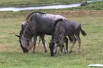 �stliche Wei�bartgnus (Connochaetes taurinus albojubatus) am 2.10.2010 in der African Lion Safari in Cambridge,Ont.