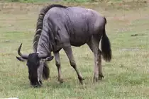 �stliches Wei�bartgnu (Connochaetes taurinus albojubatus) am 2.10.2010 in der African Lion Safari in Cambridge,Ont.