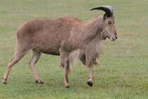 Mhnenspringer (Ammotragus lervia) am 2.10.2010 in der African Lion Safari in Cambridge,Ont.