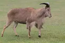M�hnenspringer (Ammotragus lervia) am 2.10.2010 in der African Lion Safari in Cambridge,Ont.