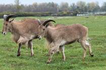 Mhnenspringer (Ammotragus lervia) im Gleichschritt. African Lion Safari in Cambridge,Ont am 2.10.2010.

