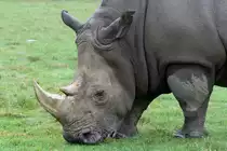 S�dliches Breitmaulnashorn (Ceratotherium simum simum) am 2.10.2010 in der African Lion Safari in Cambridge,Ont.