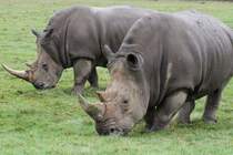 Sdliche Breitmaulnashrner (Ceratotherium simum simum) am 2.10.2010 in der African Lion Safari in Cambridge,Ont.