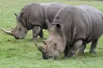 S�dliche Breitmaulnash�rner (Ceratotherium simum simum) am 2.10.2010 in der African Lion Safari in Cambridge,Ont.