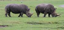 Sdliche Breitmaulnashrner (Ceratotherium simum simum) am 2.10.2010 in der African Lion Safari in Cambridge,Ont.