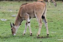 Elenantilope (Taurotragus oryx) am 2.10.2010 in der African Lion Safari in Cambridge,Ont.