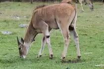 Elenantilope (Taurotragus oryx) am 2.10.2010 in der African Lion Safari in Cambridge,Ont.