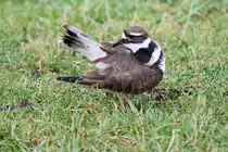 Keilschwanz-Regenpfeifer (Charadrius vociferus) beim Putzen. African Lion Safari in Cambridge,Ont am 2.10.2010.