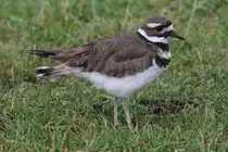Keilschwanz-Regenpfeifer (Charadrius vociferus) am 2.10.2010 in der African Lion Safari in Cambridge,Ont.