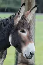 Zwergesel am 2.10.2010 in der African Lion Safari in Cambridge,Ont.