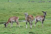 Mufflon (Ovis musimon) am 2.10.2010 in der African Lion Safari in Cambridge,Ont.