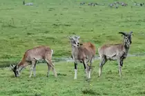 Mufflon (Ovis musimon) am 2.10.2010 in der African Lion Safari in Cambridge,Ont.
