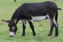 Zwergesel am 2.10.2010 in der African Lion Safari in Cambridge,Ont.
