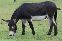 Zwergesel am 2.10.2010 in der African Lion Safari in Cambridge,Ont.