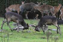Sikahirsche (Cervus nippon) beim Kmpfen. African Lion Safari in Cambridge,Ont am 2.10.2010.