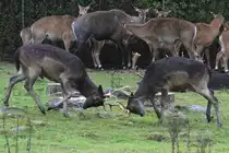 Sikahirsche (Cervus nippon) beim K�mpfen. African Lion Safari in Cambridge,Ont am 2.10.2010.