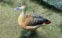 Zwergpfeifgans in K�ln - 03.08.2010