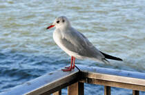 Mwe unter der Deutzer Brcke in Kln - 10.10.2010