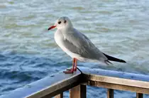 M�we unter der Deutzer Br�cke in K�ln - 10.10.2010