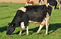 Kuh auf der Weide - 31.10.2010