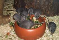 Dunkle Nil-Stachelmuse-Acomys cahirinus cahirinus(Cairo Spiny Mouse)