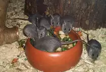 Dunkle Nil-Stachelm�use-Acomys cahirinus cahirinus(Cairo Spiny Mouse)