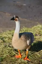Portraitaufnahme einer Gans am 08.01.11 am Biedensand in Lampertheim.
