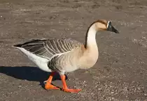 Portraitaufnahme einer Gans am 08.01.11 am Biedensand in Lampertheim.

