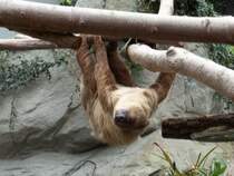 Einfach mal abhngen. Denkt sich unser Faultier im Chemnitzer Tierpark am 19.01.2011.