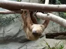 Einfach mal abh�ngen. Denkt sich unser Faultier im Chemnitzer Tierpark am 19.01.2011.