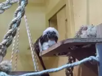 Dieser Lisztaffe wurde am 19.01.2011 im Chemnitzer an der Futtersch�ssel erwischt.