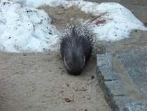 Weischwanz-Stachelschwein (Hystrix indica) am 18.01.2011 im Chemnitzer Tierpark.