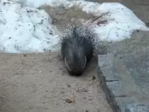 Wei�schwanz-Stachelschwein (Hystrix indica) am 18.01.2011 im Chemnitzer Tierpark.