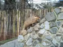 Die Nasenb�ren des Chemnitzer Tierparks durften am 14.01.2011 das erste Mal insFfreihe