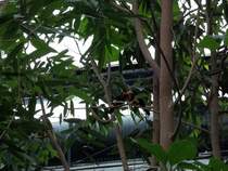 Furchenschnabel-Bartvgel turteln am 13.01.2011 im Chemnitzer Tierpark.