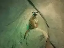 Erdm�nnchen Joe meldet Fotograf auf 3 Uhr! 13.01.2011 Tierpark Chemnitz